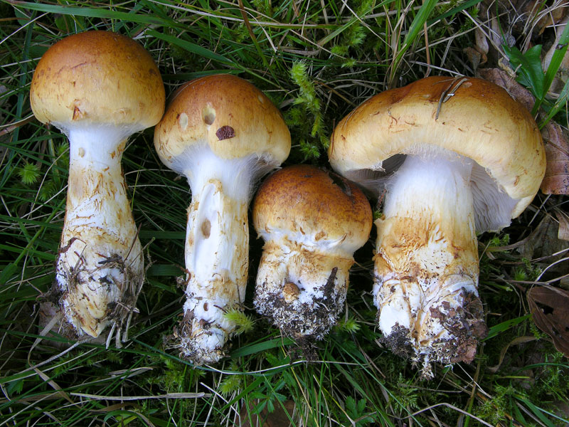 Cortinarius, 26 settembre.